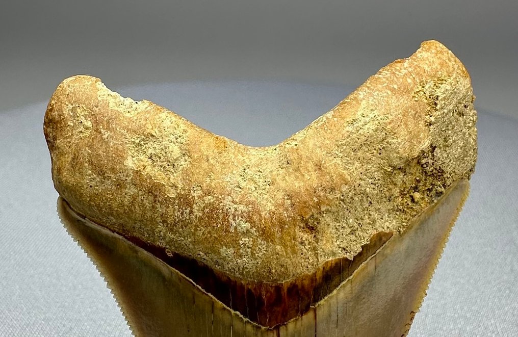 Megalodon - Fossil tand - 7 cm - 5 cm #4.3