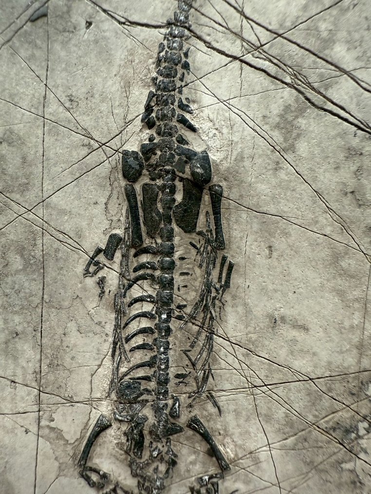 Matriz fósil - Keichousaurus sp. - 15 cm - 10 cm  (Sin precio de reserva) #2.1