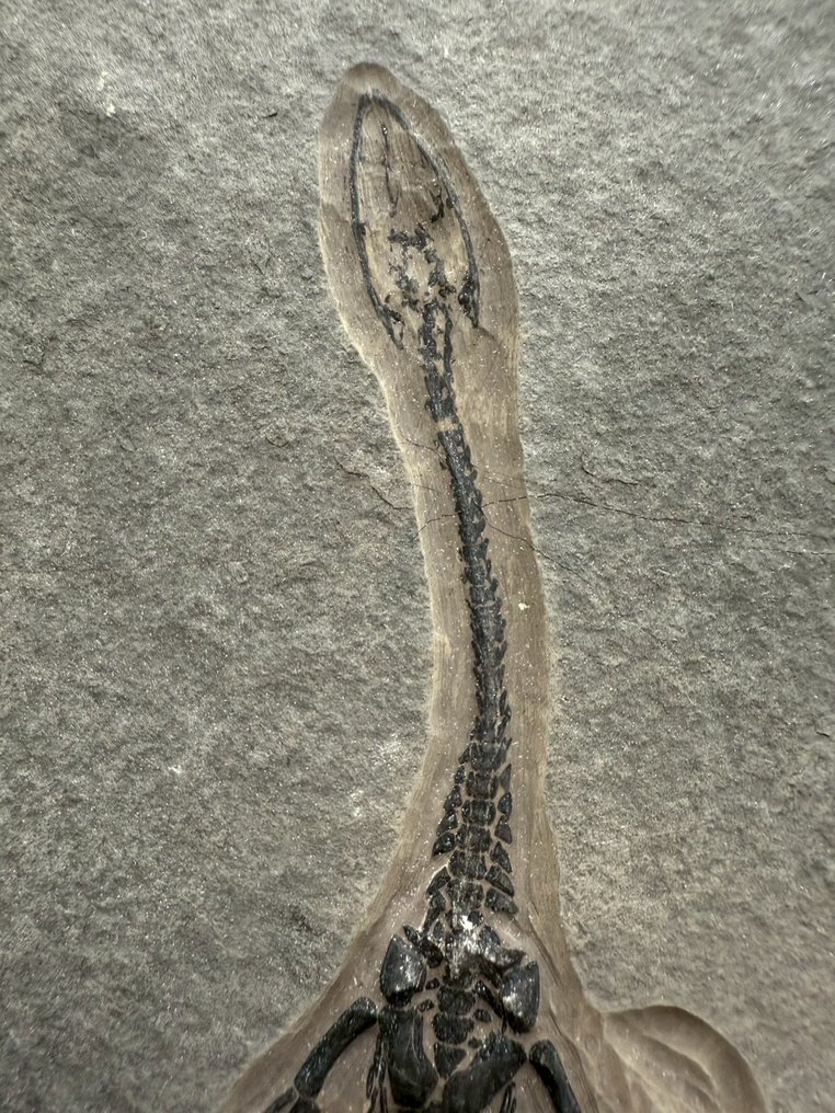 Reptile marin - Matrice fossile - Keichousaurus sp. - 18.5 cm - 11.5 cm (Sans prix de réserve) #1.0