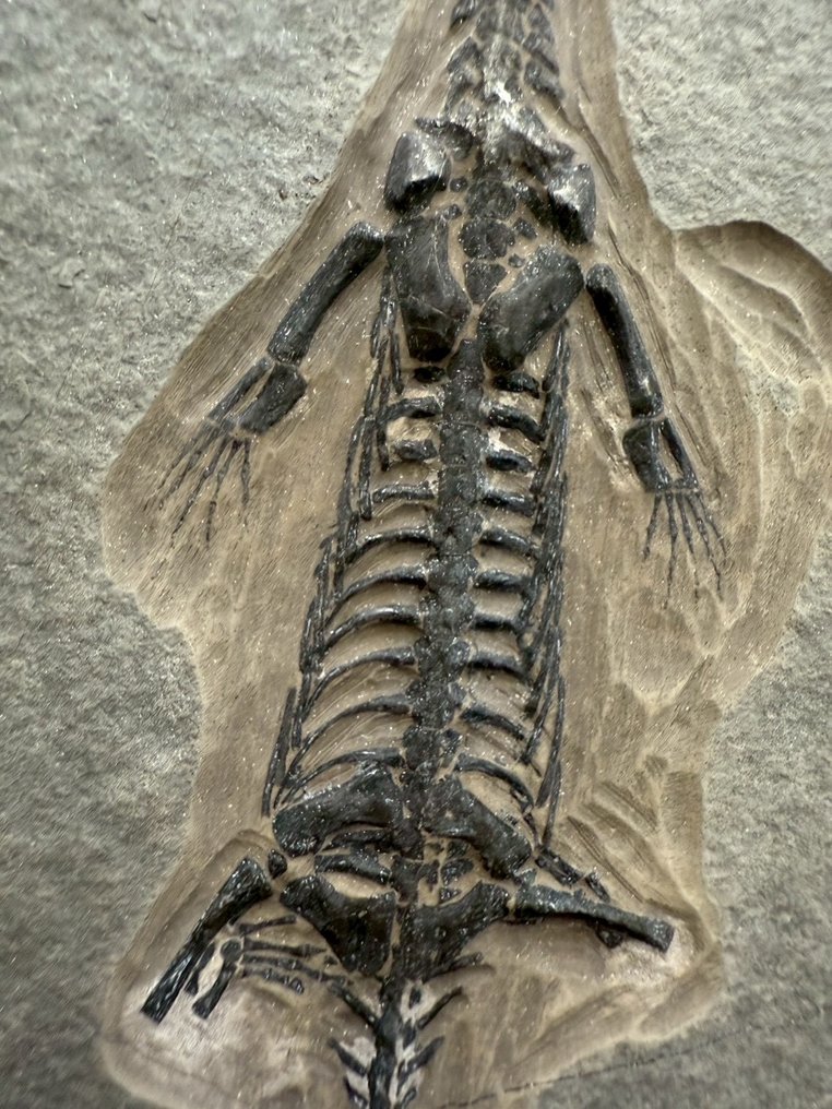 Reptile marin - Matrice fossile - Keichousaurus sp. - 18.5 cm - 11.5 cm (Sans prix de réserve) #3.2