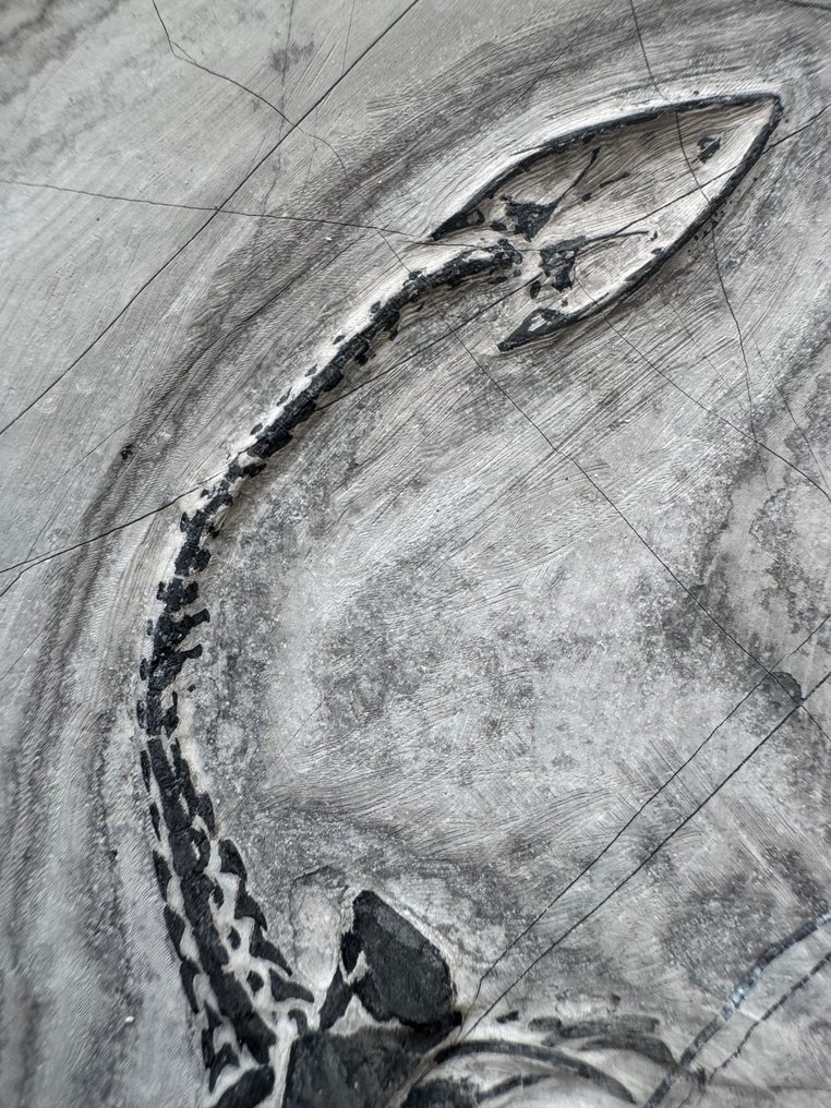 Reptilfossil: Keichousaurus – Trias - Tierfossil - Keichousaurus - 19 cm (Ohne mindestpreis) #3.2