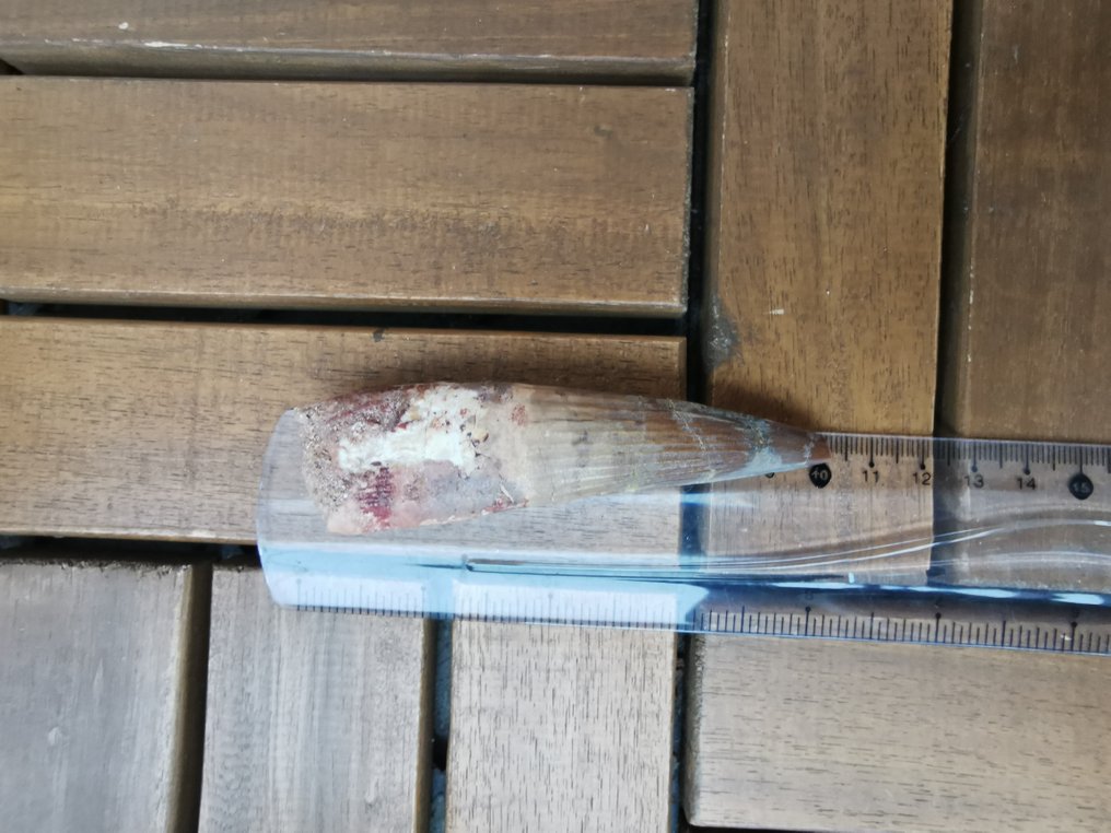 Spinosaur - Fossiler Zahn - 10 cm - 2.5 cm  (Ohne mindestpreis) #2.1