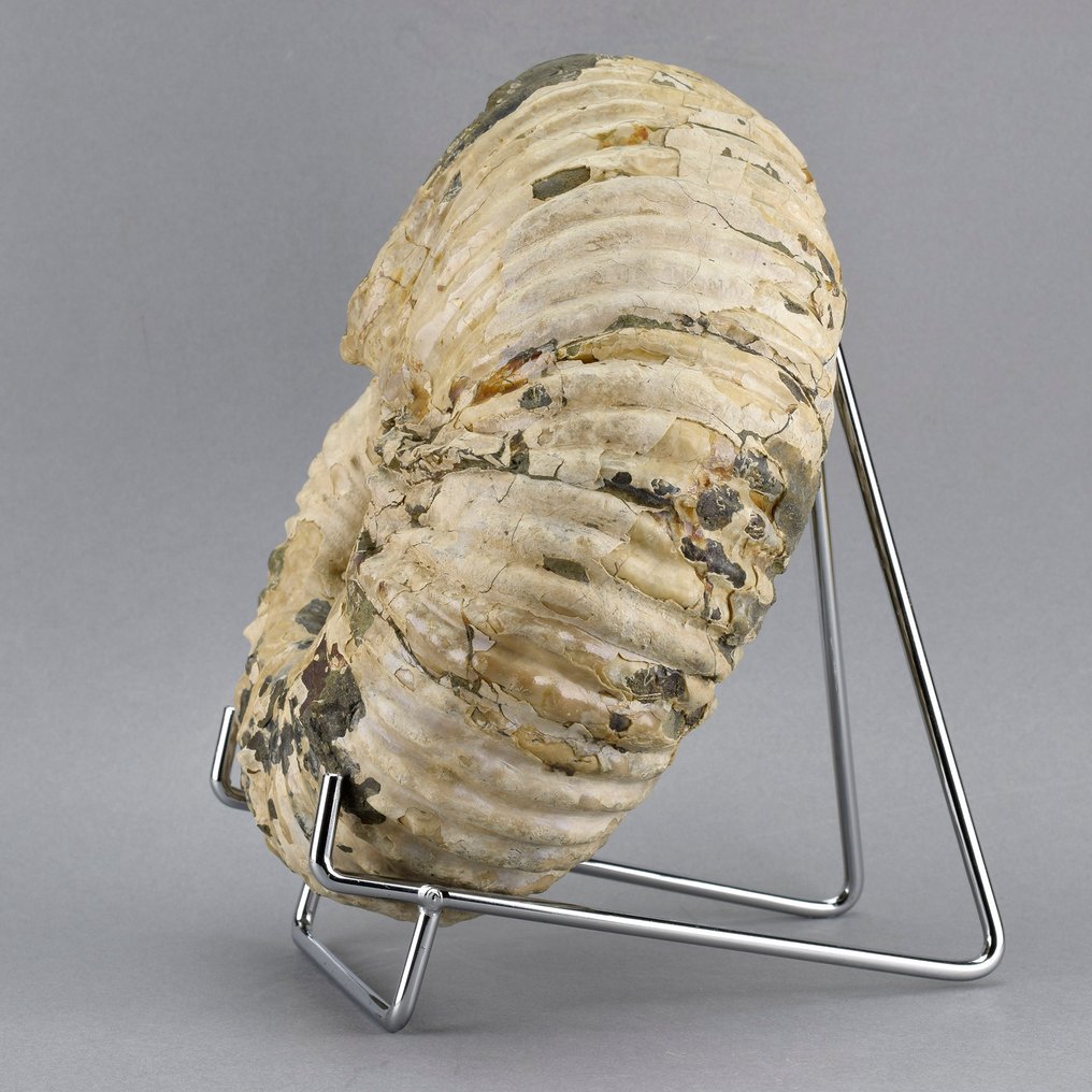 Ammonite - Animale fossilizzato - Douvilleiceras mammillatum - 16.5 cm #4.3