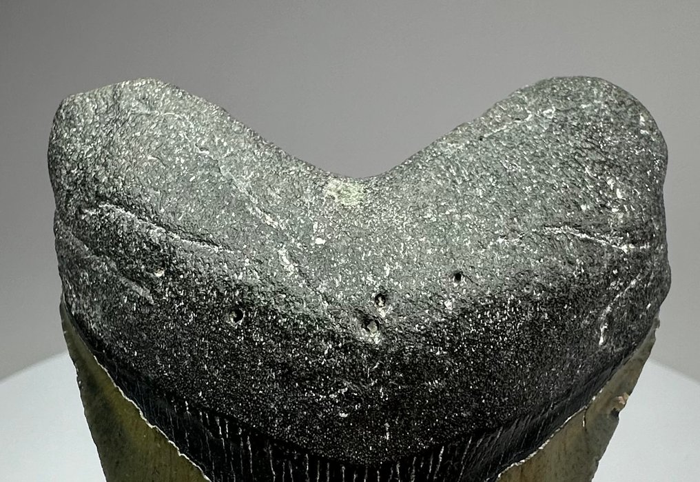 Megalodonte - Dente fossile - 10 cm - 7 cm #4.3