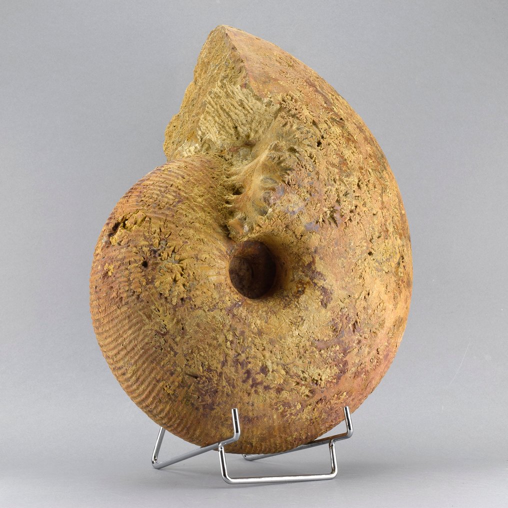 Vakker ammonitt - Fossile dyr - Macrocephalites - 27 cm #1.0