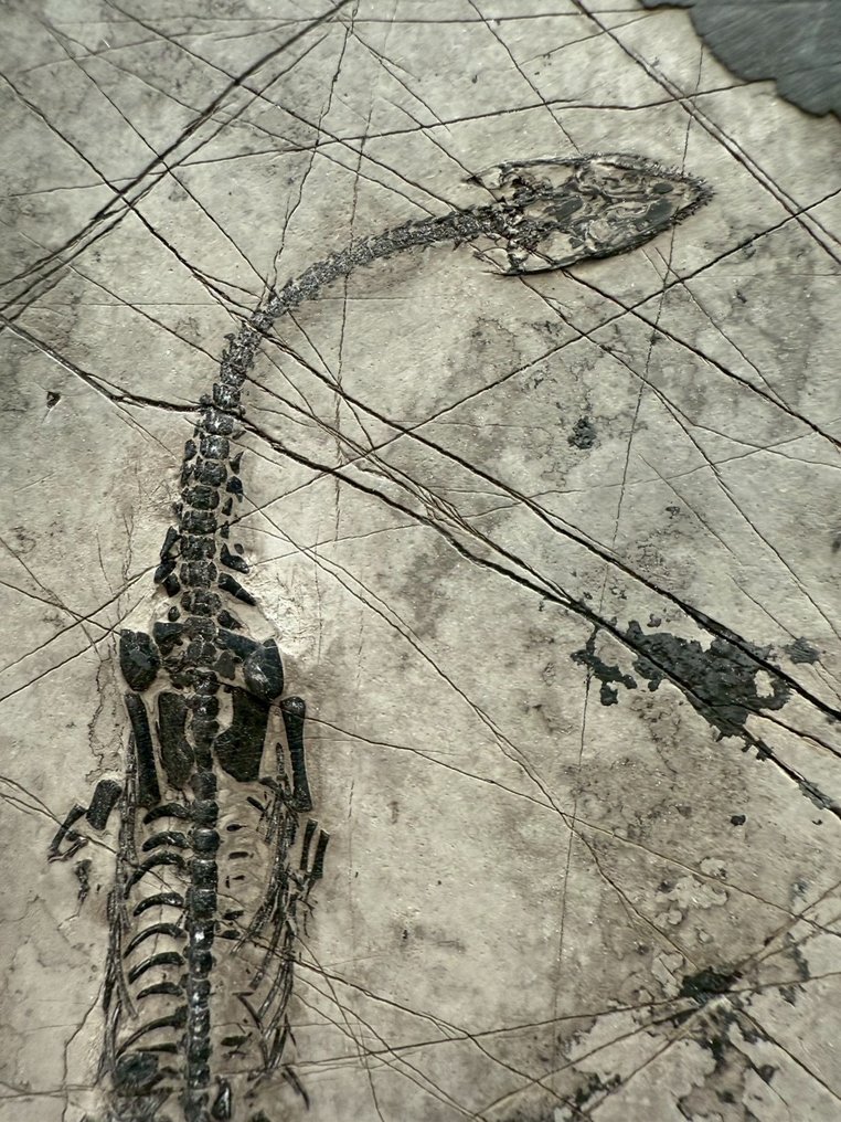 Matriz fósil - Keichousaurus sp. - 15 cm - 10 cm  (Sin precio de reserva) #1.0