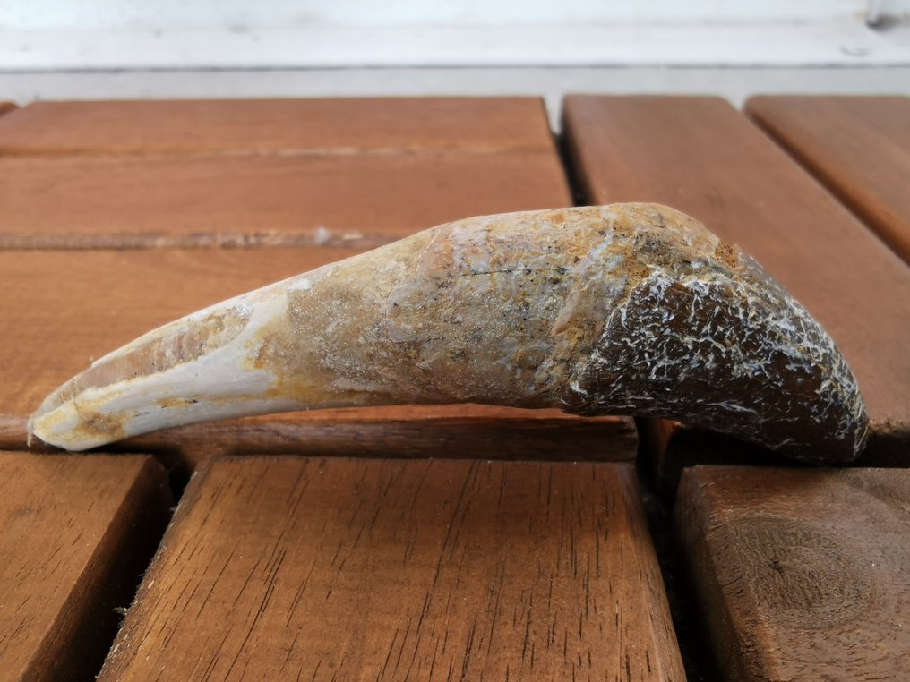 Baleia - Dente fóssil - Basilosaurus - 8.8 cm (Sem preço de reserva) #1.0