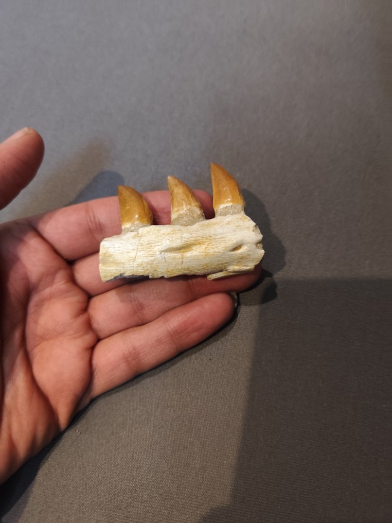 Mosasaure - Dents fossiles - 4.5 cm - 6.5 cm  (Sans prix de réserve) #1.0