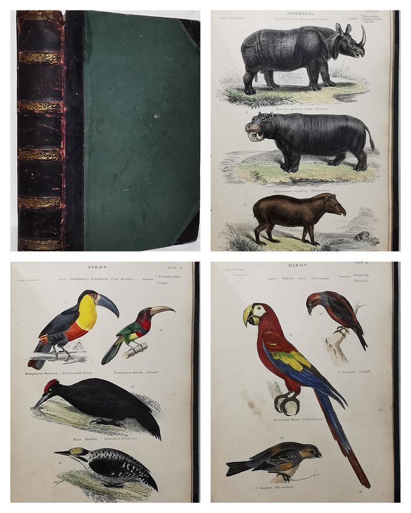 William Baird - The Museum of Natural History (With 64 Coloured Plates) - 1859 #1.0