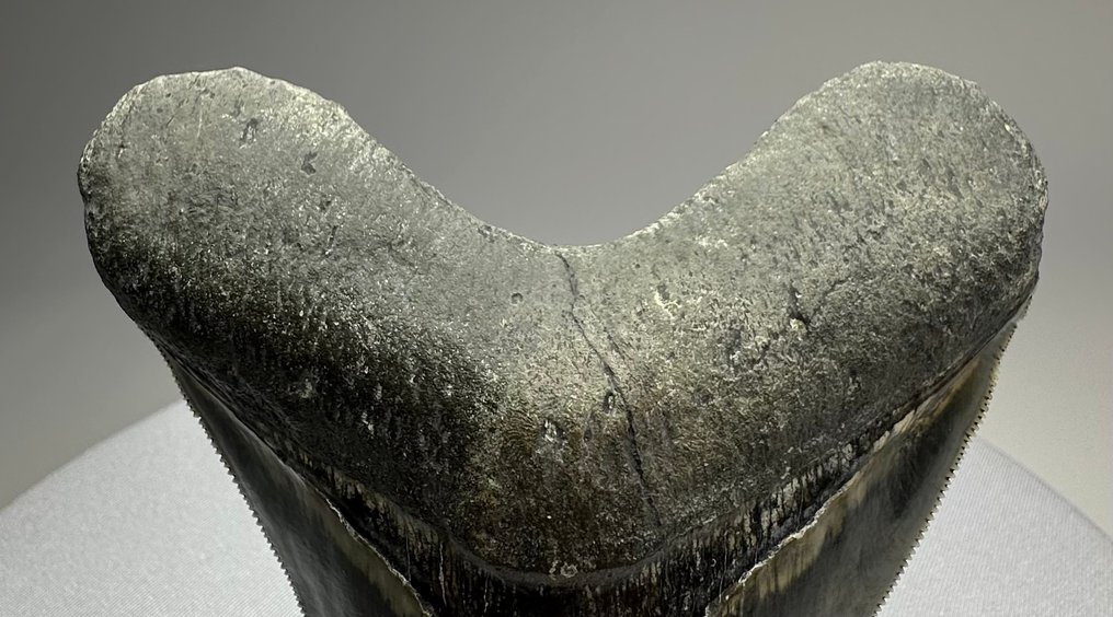 Megalodon - Dinte fosilă - 12 cm - 10 cm #4.3