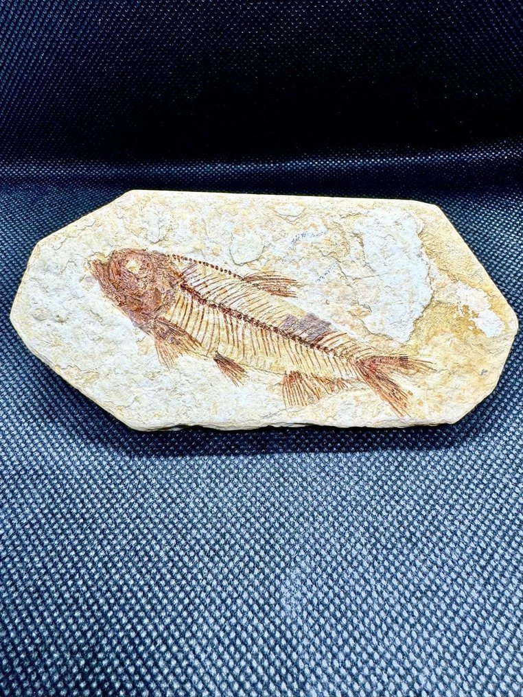 Pesce - Scheletro fossile - Knightia Eocaena #1.0