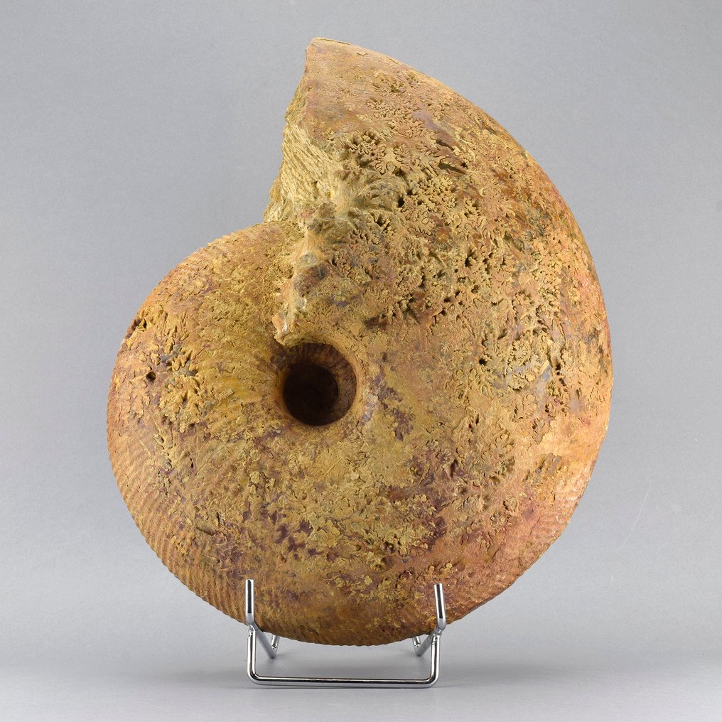 Vakker ammonitt - Fossile dyr - Macrocephalites - 27 cm #1.0