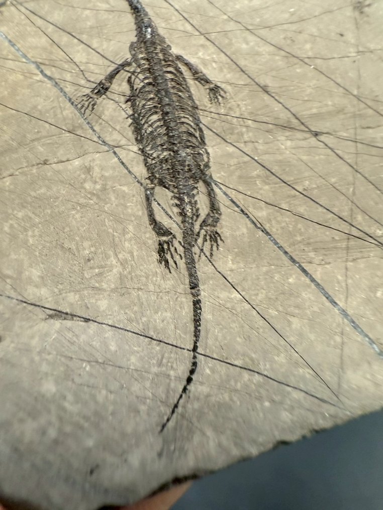 Matrice fossile - Keichousaurus sp. - 6 cm - 4.5 cm  (Sans prix de réserve) #4.3