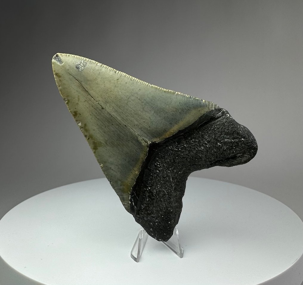 Megalodonte - Dente fossile - 10 cm - 7 cm #3.2