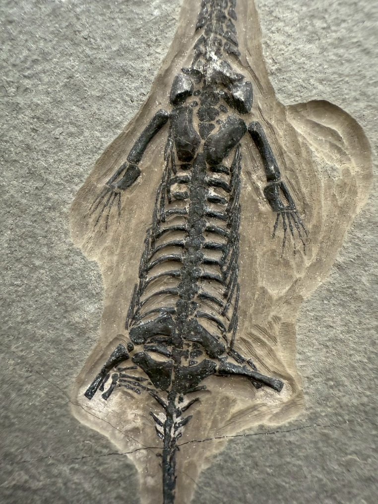 Reptile marin - Matrice fossile - Keichousaurus sp. - 18.5 cm - 11.5 cm (Sans prix de réserve) #2.1