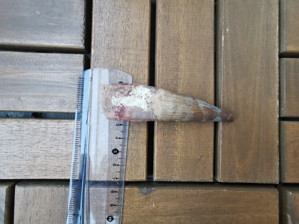 Spinosaur - Fossiler Zahn - 10 cm - 2.5 cm  (Ohne mindestpreis) #1.0
