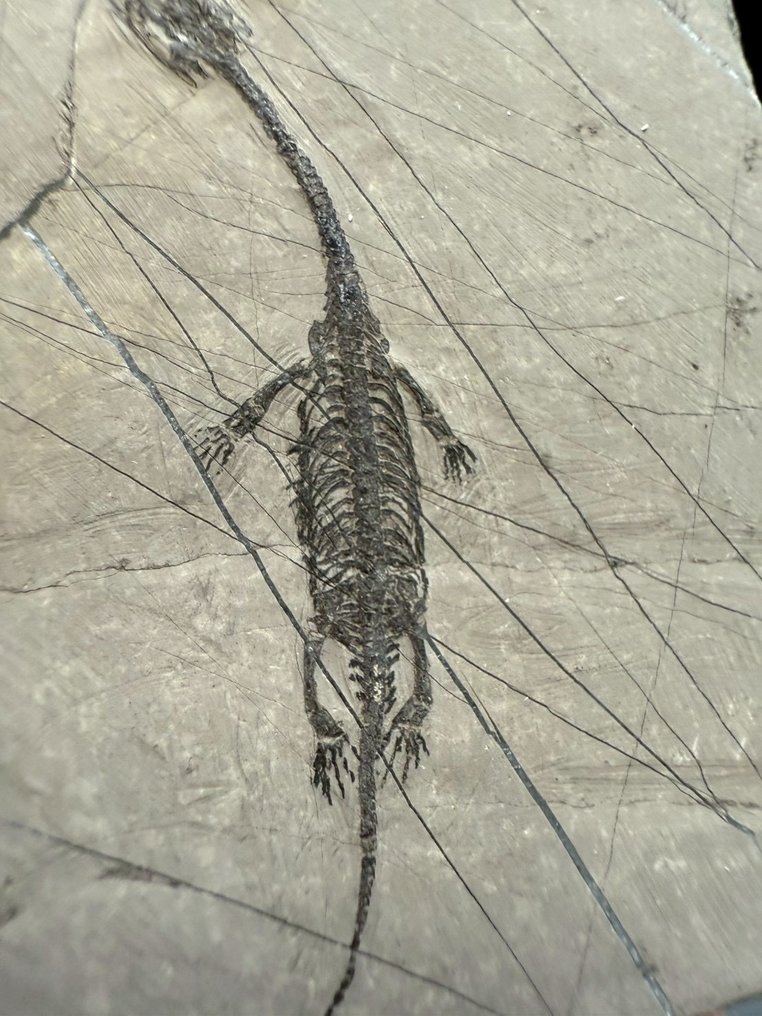 Matrice fossile - Keichousaurus sp. - 6 cm - 4.5 cm  (Sans prix de réserve) #2.1