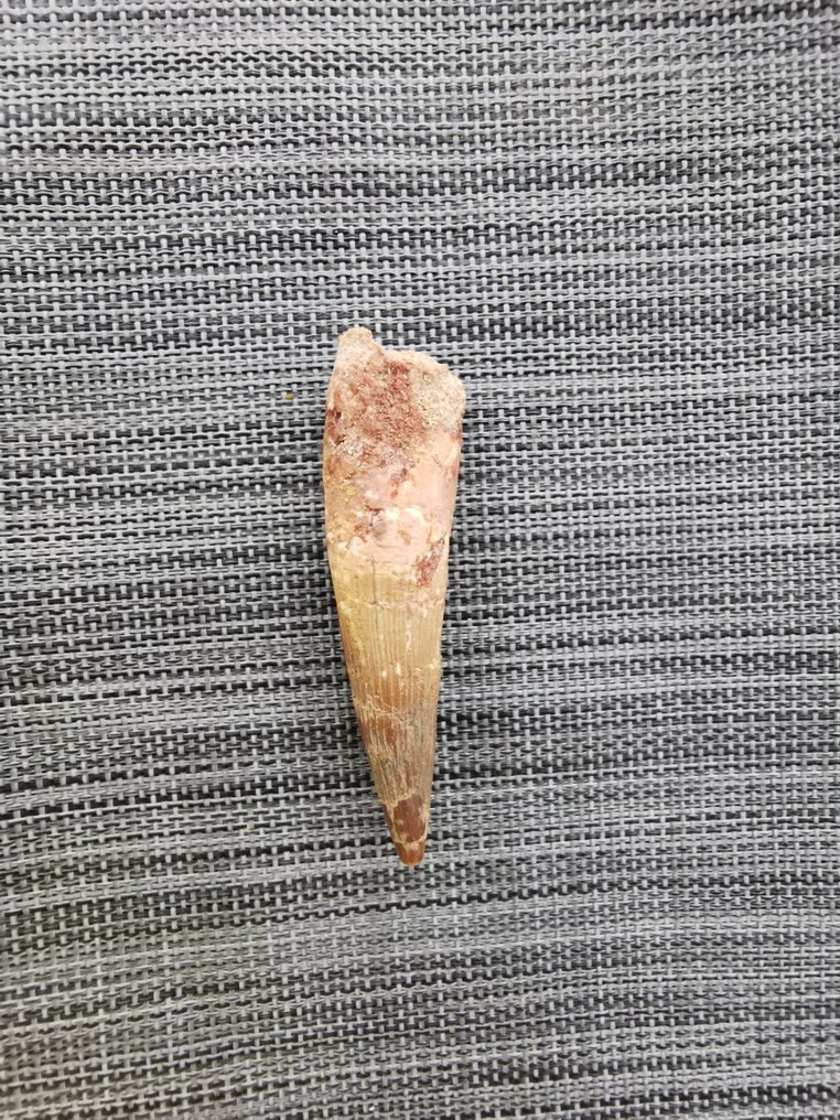 Spinosaur - Fossiler Zahn - 10 cm - 2.5 cm  (Ohne mindestpreis) #3.2