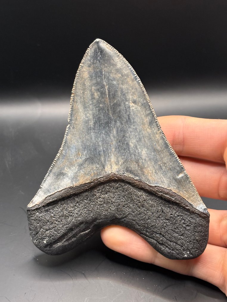 Megalodon - Fossil tand - Carcharias Megalodon - 12 cm - 9 cm (Ingen mindstepris) #1.0
