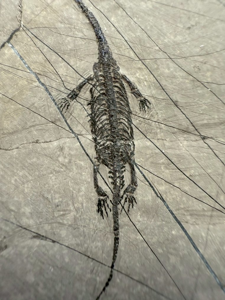 Matrice fossile - Keichousaurus sp. - 6 cm - 4.5 cm  (Sans prix de réserve) #3.2