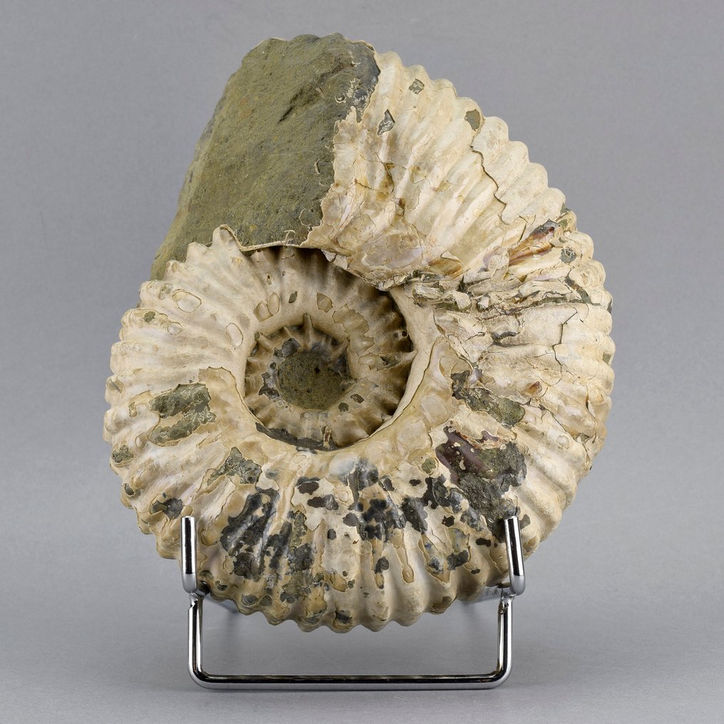 Ammonite - Animale fossilizzato - Douvilleiceras mammillatum - 16.5 cm #1.0