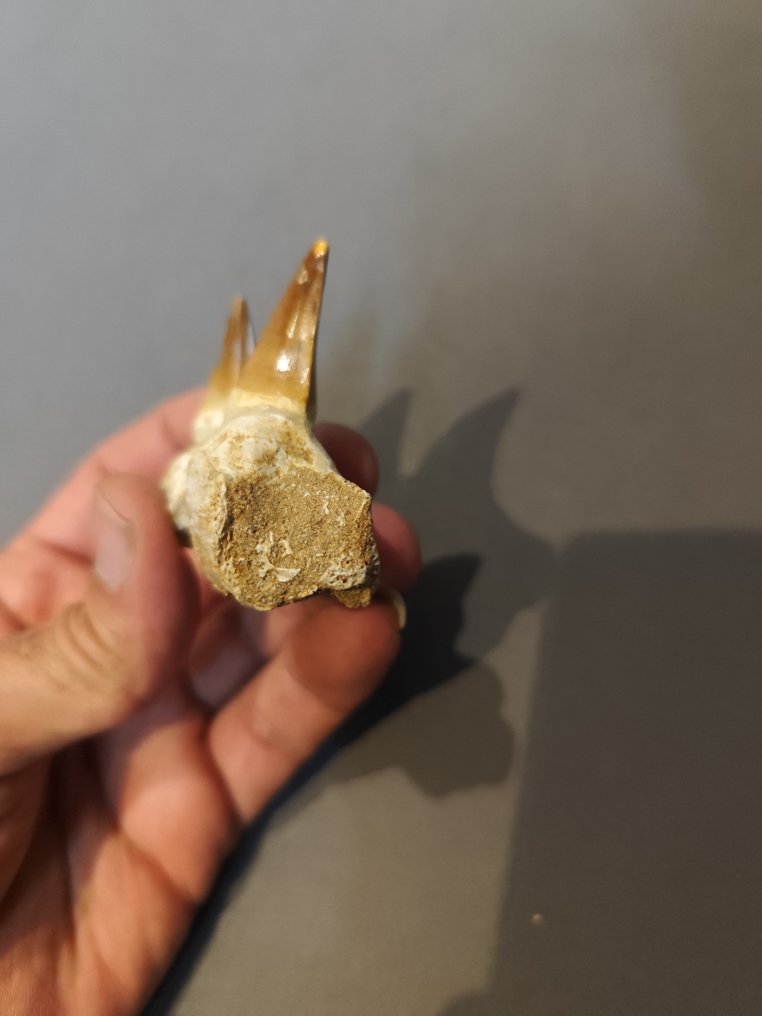 Mosasaurus - Fossiilinen hammas - 5 cm - 7 cm (Ei pohjahintaa) #3.2