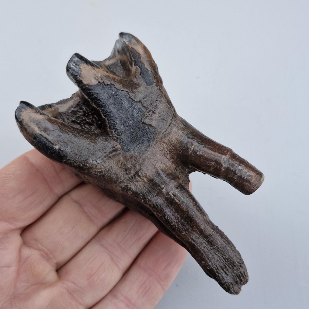 Rinoceronte lanoso - Molare fossile - Coelodonta antiquitatis - 97 mm - 55 mm  (Senza prezzo di riserva) #2.1