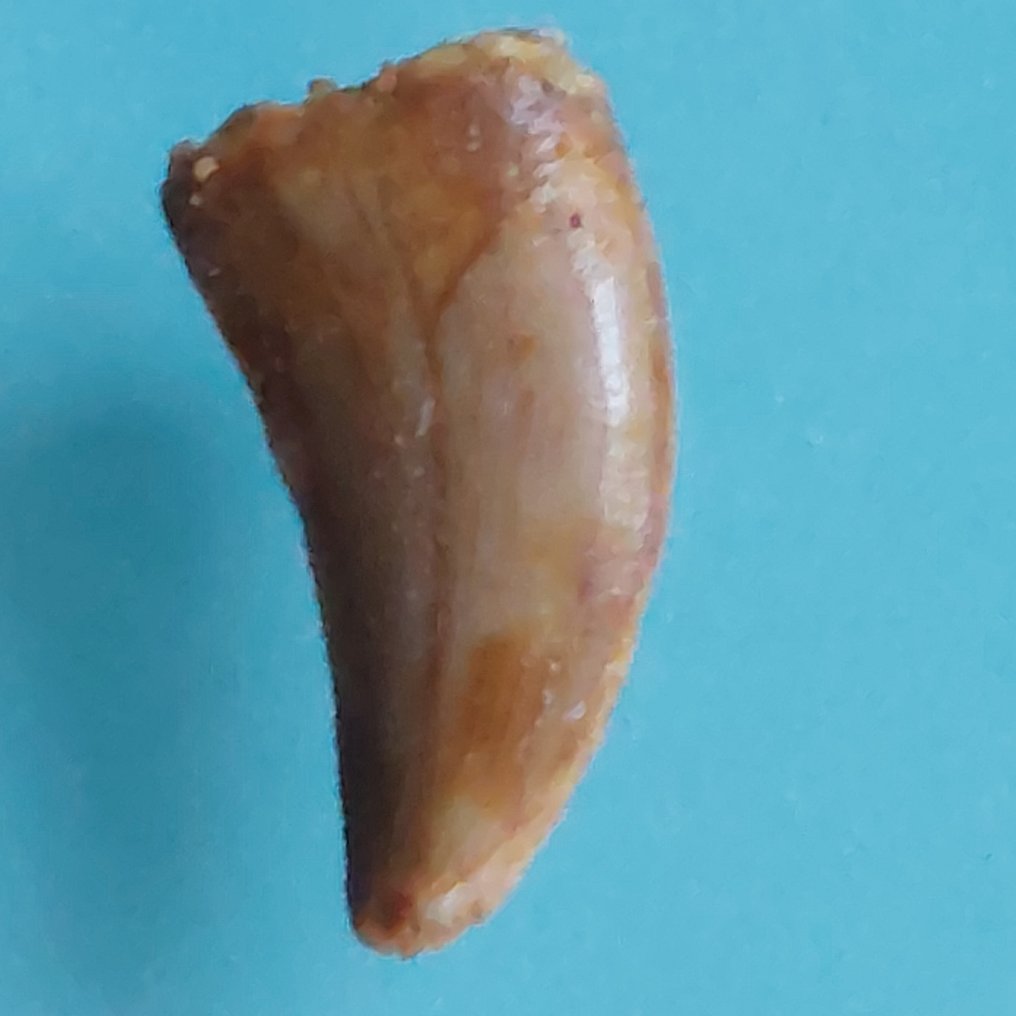 Δεινόσαυρος - Απολιθωμένο δόντι - Abelisaurus - 20 mm - 10 mm  (χωρίς τιμή ασφαλείας) #1.0