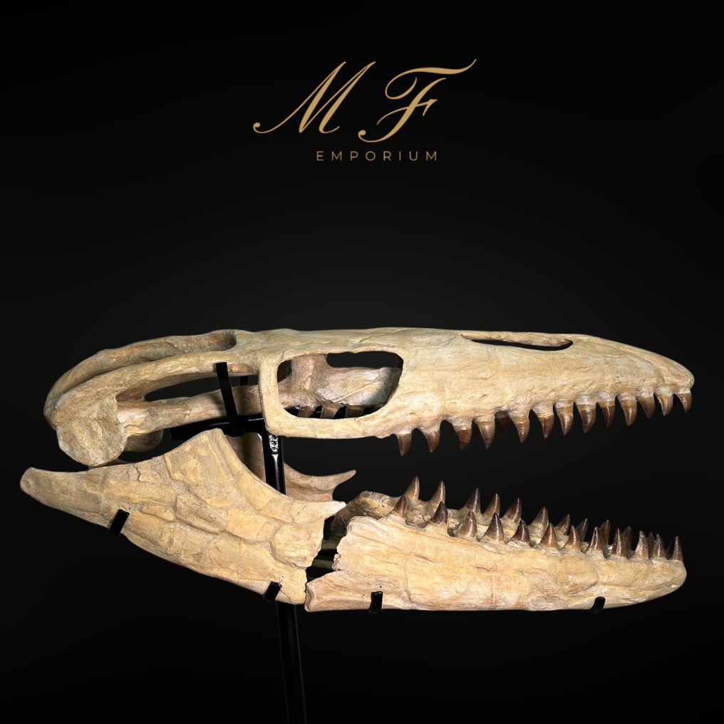 Mosasaurio - Cráneo fósil - 0.6 m - 0.7 m #1.0