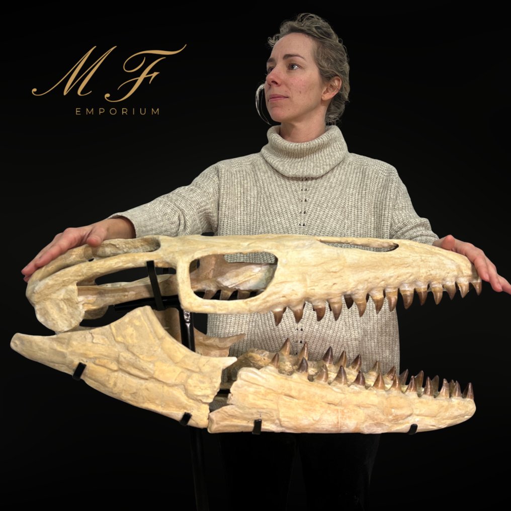 Mosasaurio - Cráneo fósil - 0.6 m - 0.7 m #1.0