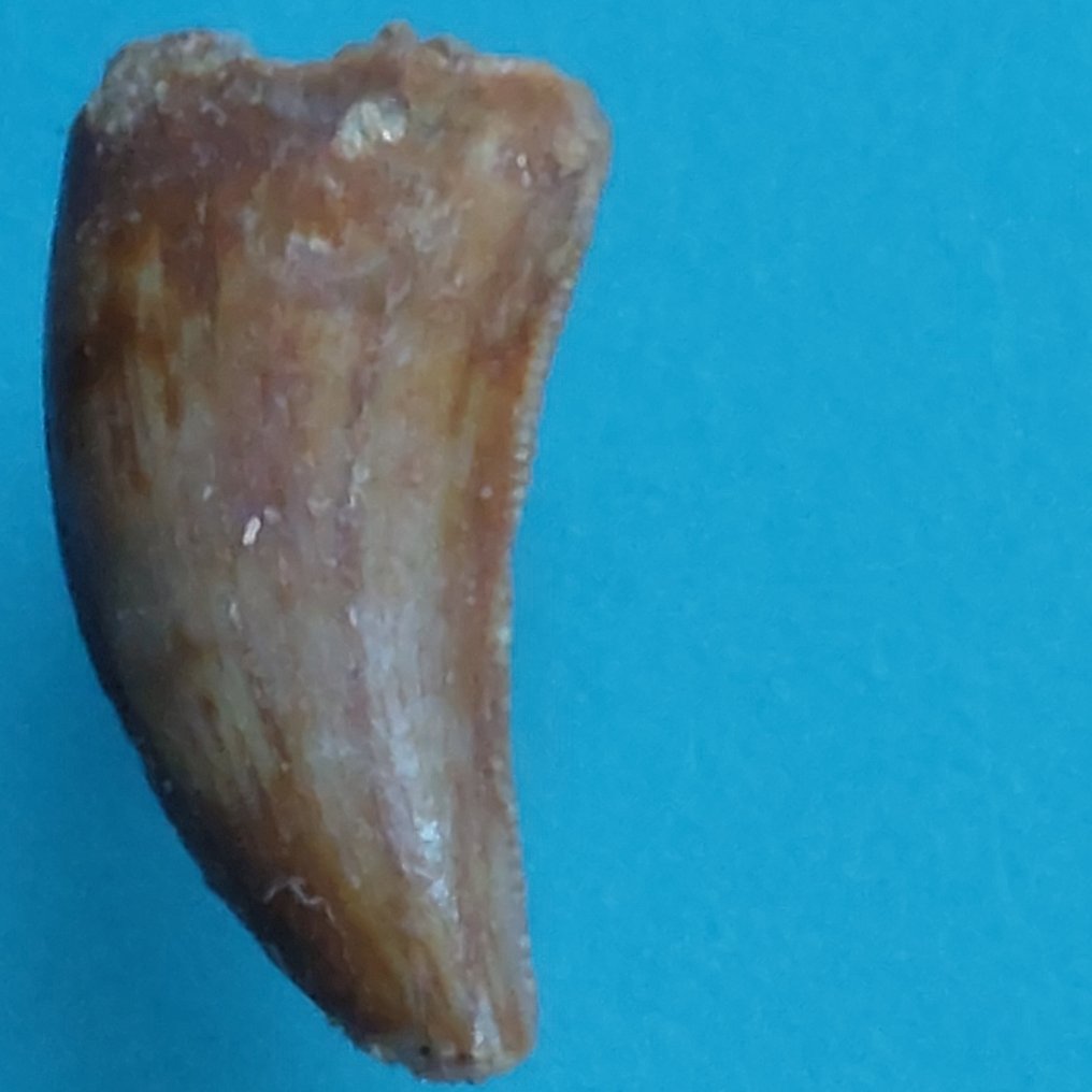 Δεινόσαυρος - Απολιθωμένο δόντι - Abelisaurus - 20 mm - 10 mm  (χωρίς τιμή ασφαλείας) #1.0