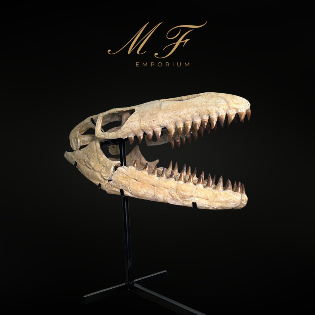 Mosasaurio - Cráneo fósil - 0.6 m - 0.7 m #4.3