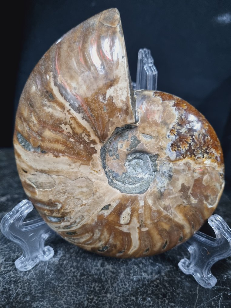 Amonite grande e bonito com reflexos vermelhos - Animal fossilizado - Aioloceras (Cleoniceras) sp - 123 mm - 102 mm  (Sem preço de reserva) #4.3