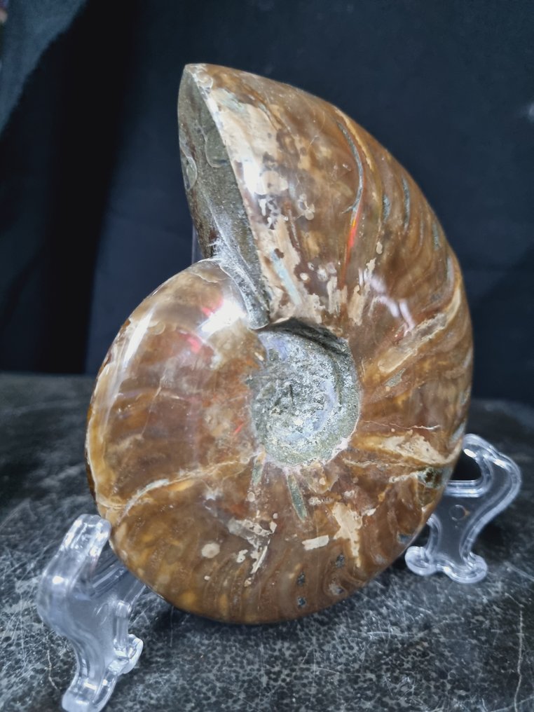 Amonite grande e bonito com reflexos vermelhos - Animal fossilizado - Aioloceras (Cleoniceras) sp - 123 mm - 102 mm  (Sem preço de reserva) #3.2