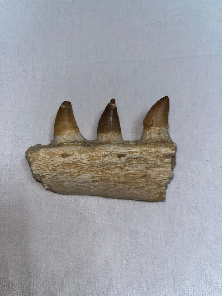 Section de la mâchoire fossile - Dents fossiles - mosasaur - 8 cm - 10 cm  (Sans prix de réserve) #2.1