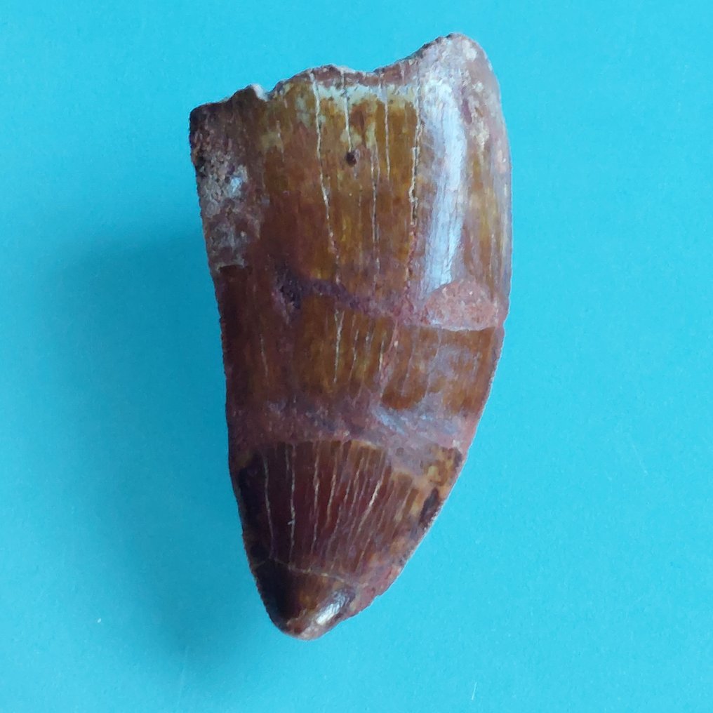 Δεινόσαυρος - Απολιθωμένο δόντι - Carcharodontosaurus sp. - 60 mm - 32 mm #3.2