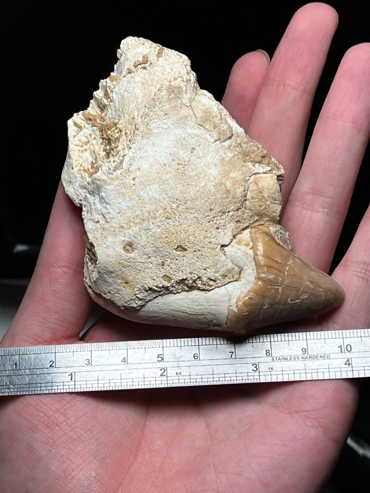 Zoogdier - Fossiele tand - Dinocrocuta gigantea - 7.5 cm - 9 cm #3.2