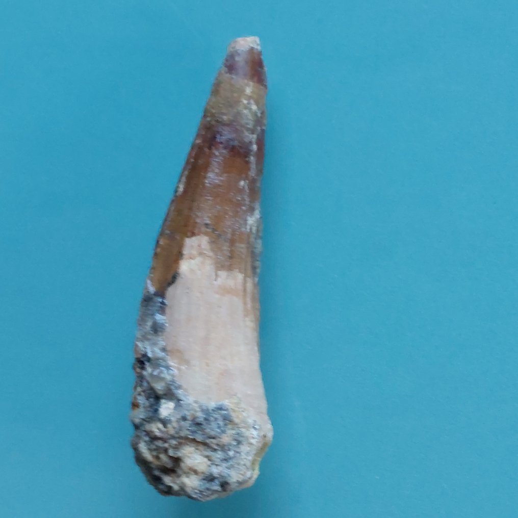 Δεινόσαυρος - Απολιθωμένο δόντι - Spinosaurus aegyptiacus - 75 mm - 24 mm  (χωρίς τιμή ασφαλείας) #2.1