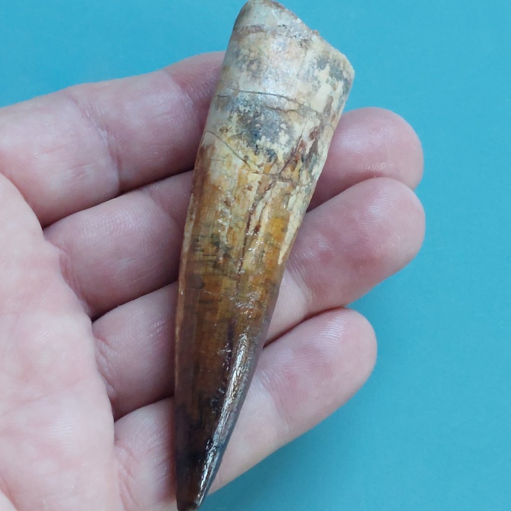 Δεινόσαυρος - Απολιθωμένο δόντι - Spinosaurus aegyptiacus - 95 mm - 25 mm #2.1