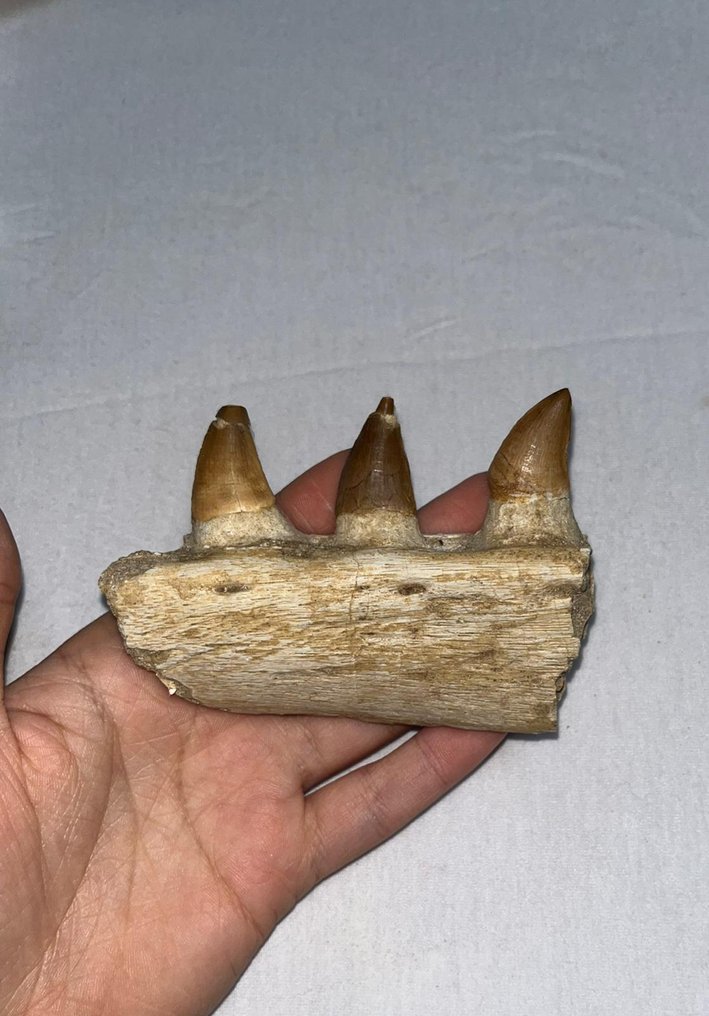 Section de la mâchoire fossile - Dents fossiles - mosasaur - 8 cm - 10 cm  (Sans prix de réserve) #1.0
