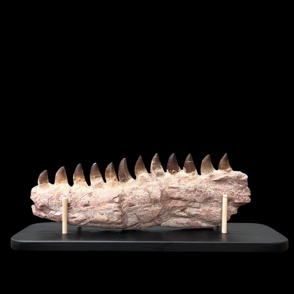 Mosasaurier - Versteinerter Kiefer - 16 cm - 6 cm  (Ohne mindestpreis) #2.1