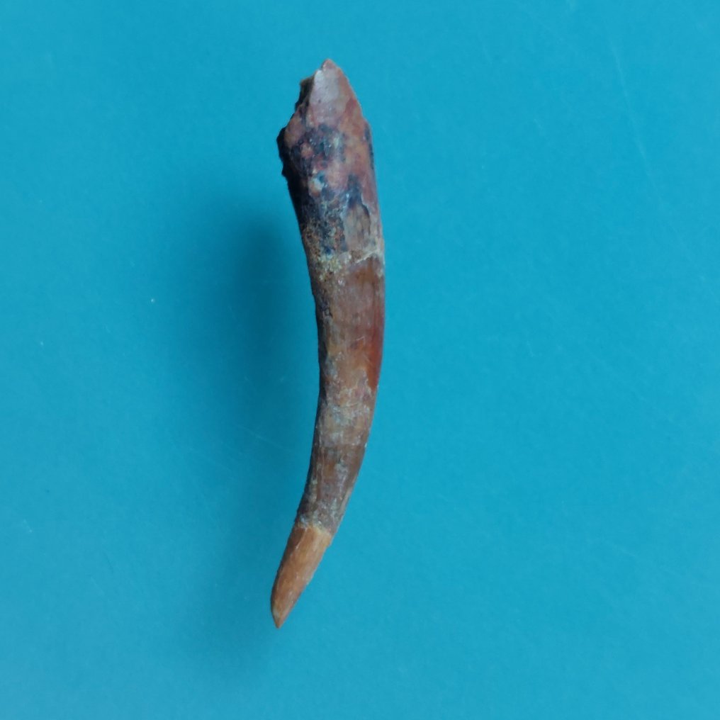 Pterosaurus - Fossiele tand - 40 mm - 8 mm #1.0