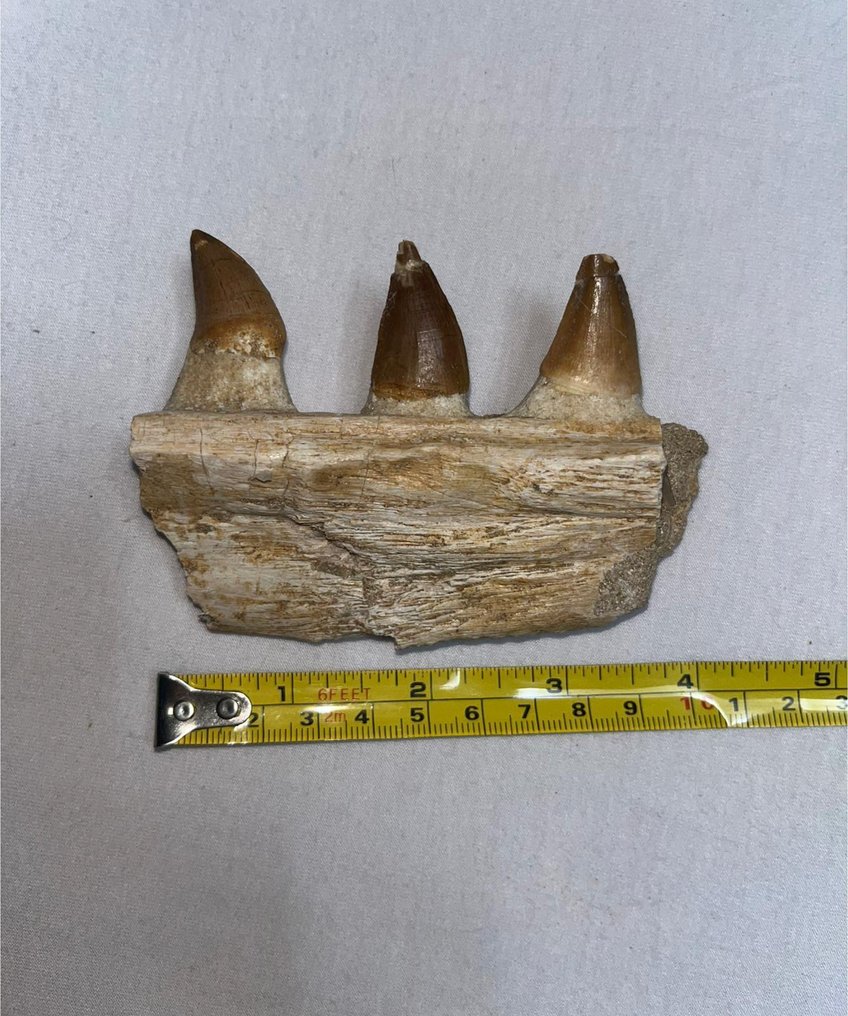 Section de la mâchoire fossile - Dents fossiles - mosasaur - 8 cm - 10 cm  (Sans prix de réserve) #3.2