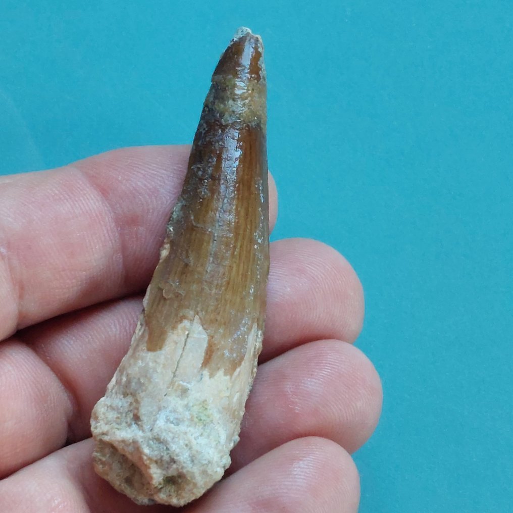 Δεινόσαυρος - Απολιθωμένο δόντι - Spinosaurus aegyptiacus - 75 mm - 24 mm  (χωρίς τιμή ασφαλείας) #1.0