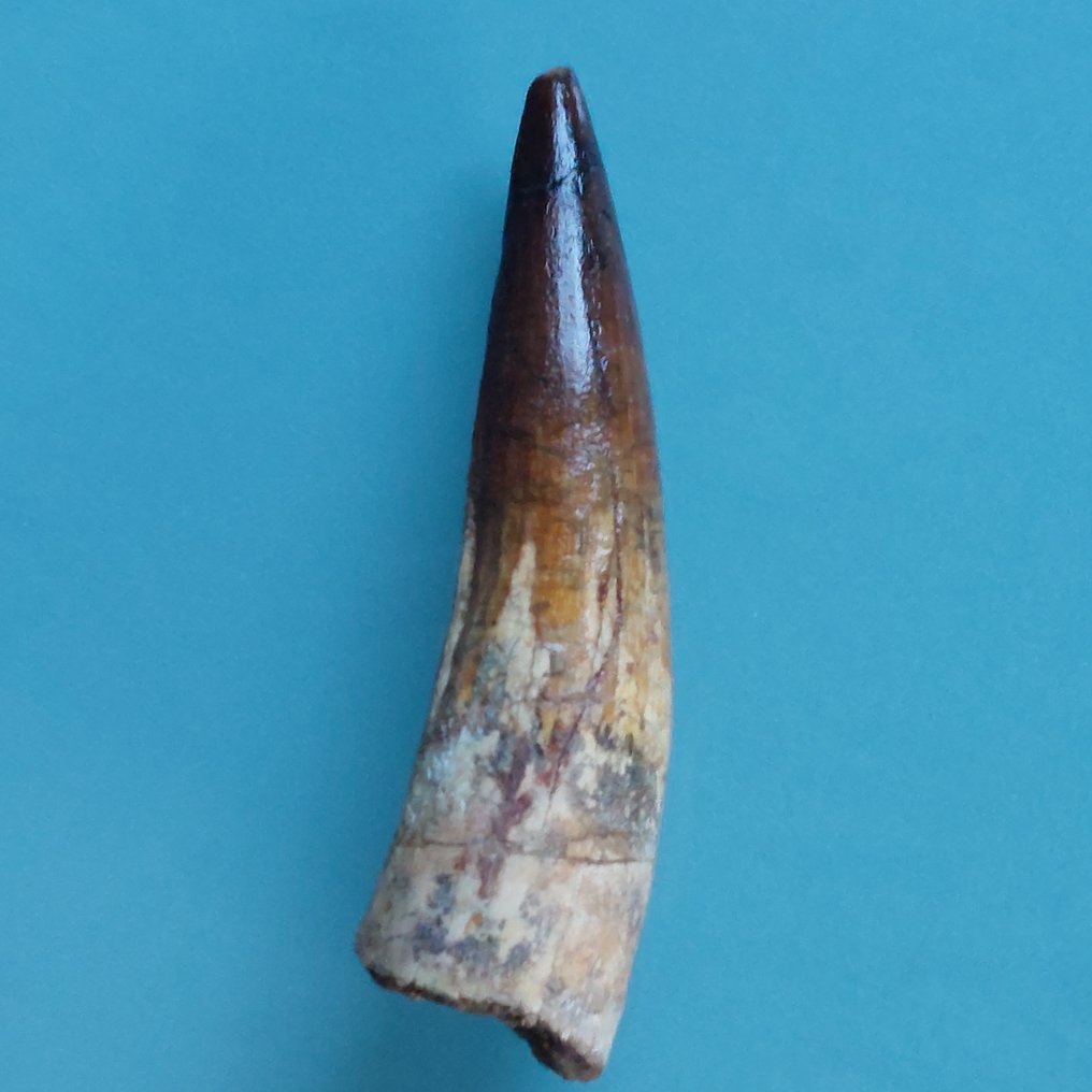 Δεινόσαυρος - Απολιθωμένο δόντι - Spinosaurus aegyptiacus - 95 mm - 25 mm #3.2