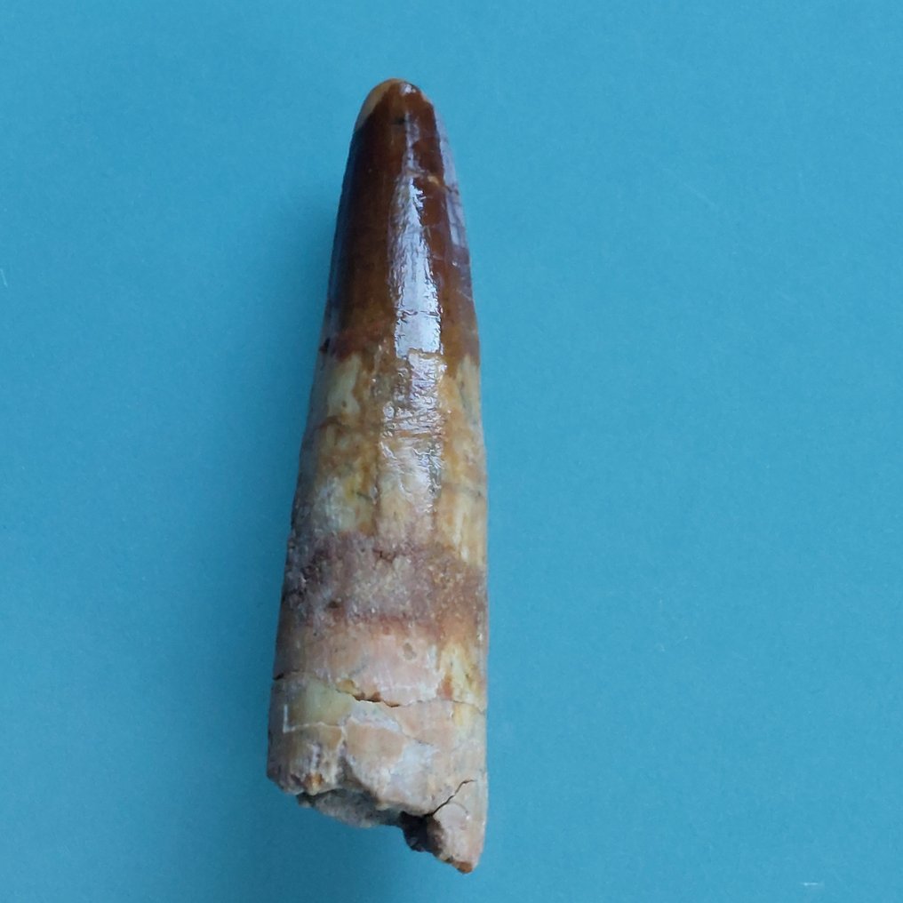 Δεινόσαυρος - Απολιθωμένο δόντι - Spinosaurus aegyptiacus - 75 mm - 20 mm  (χωρίς τιμή ασφαλείας) #2.1