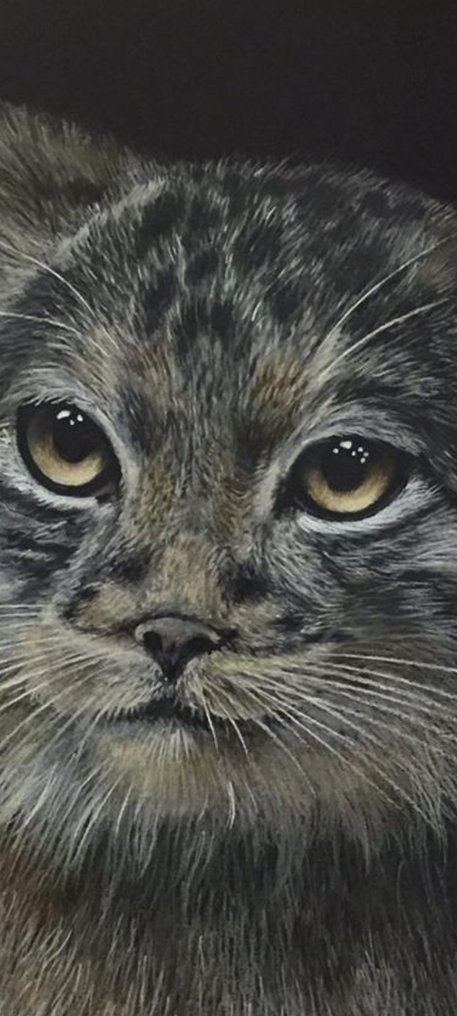 Yevhen Karpenko - Manul #1.0