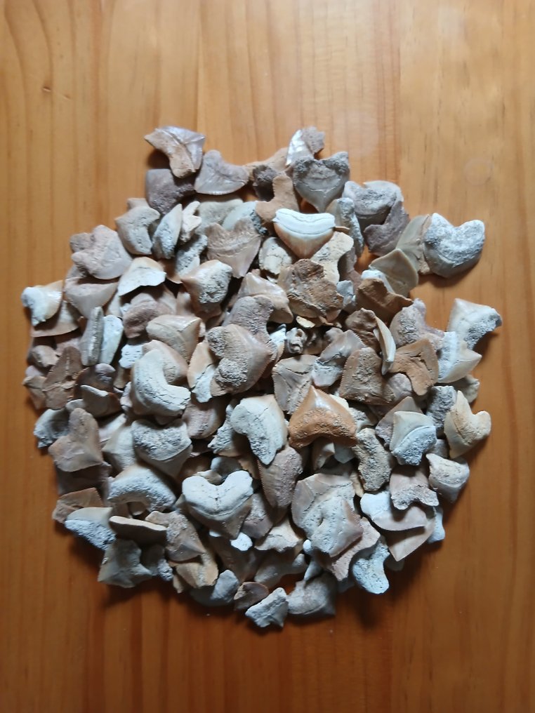 Tiburón - Dientes fósiles - Squalicorax (Sin precio de reserva) #1.0