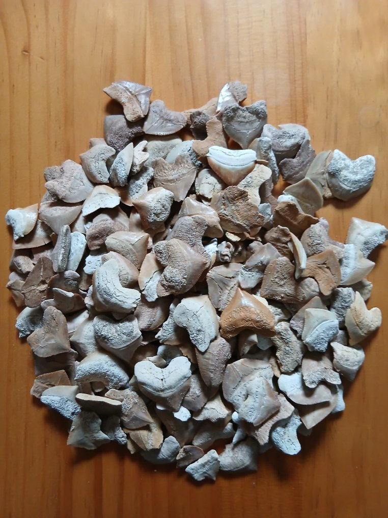 Tiburón - Dientes fósiles - Squalicorax (Sin precio de reserva) #4.3