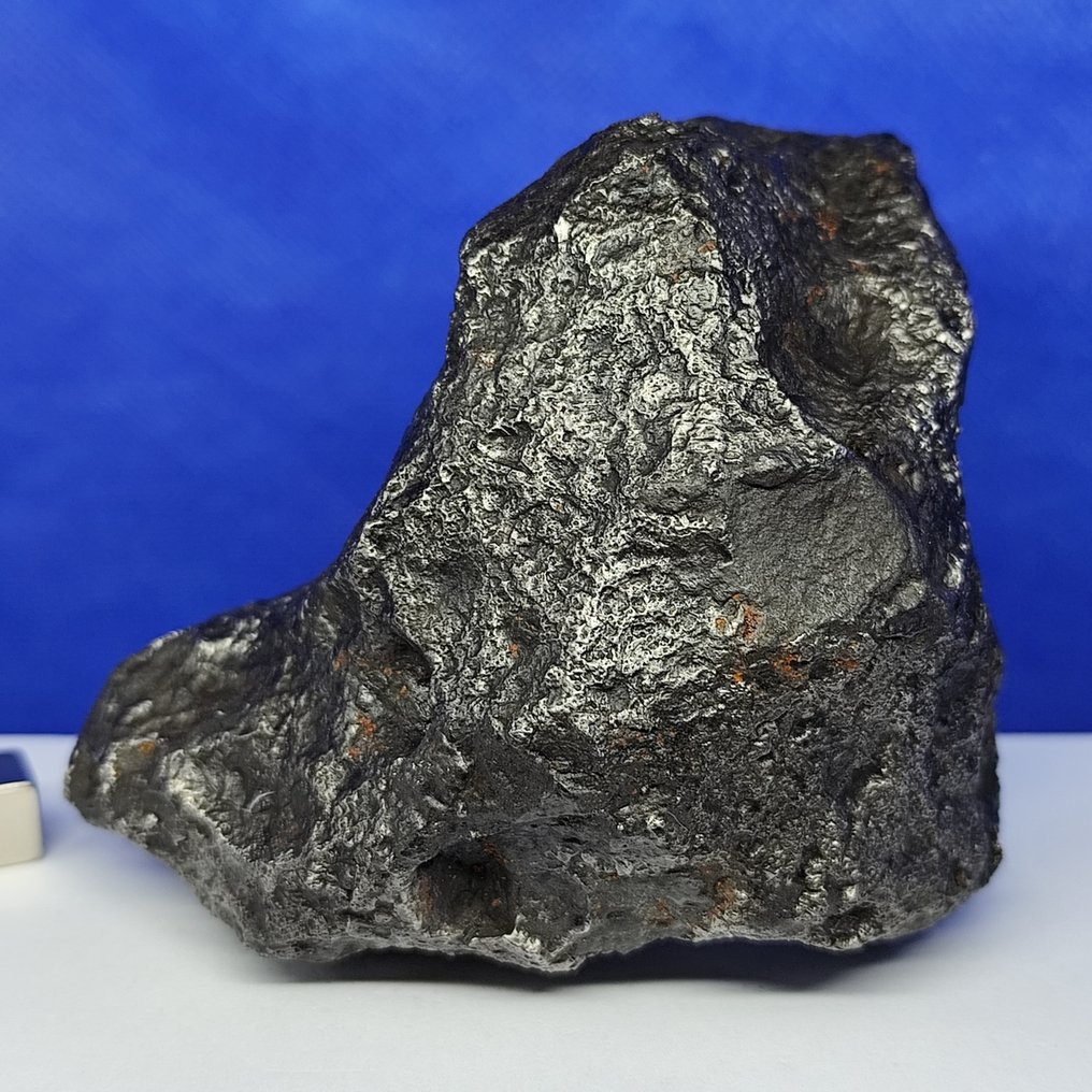 XL IRON METEORITE Campo del Cielo (Αργεντινή, 4500 χρόνια) Καθαρό και σταθερό. Καλή ποιότητα. - 1347 g #1.0